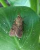 Agrotis cinerea